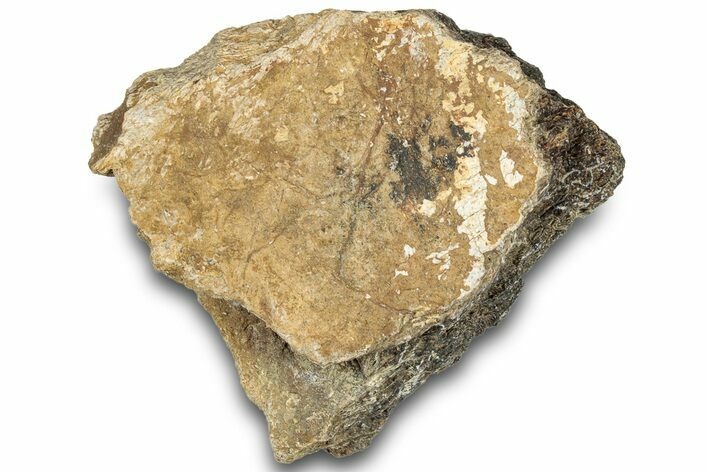 Dinosaur (Triceratops) Frill Shield Section - Montana #321986